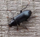 Schwarzblauer Düsterkäfer (Melandrya caraboides)-L. Klasing