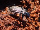 Körniger Laufkäfer (Carabus granulatus)-L. Klasing