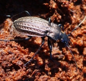 Körniger Laufkäfer (Carabus granulatus)-L. Klasing