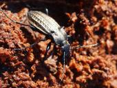 Körniger Laufkäfer (Carabus granulatus)-L. Klasing