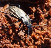 Körniger Laufkäfer (Carabus granulatus)-L. Klasing