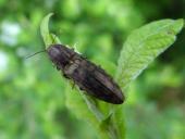 Schnellkäfer (Actenicerus sjaelandicus)-L. Klasing