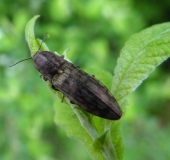 Schnellkäfer (Actenicerus sjaelandicus)-L. Klasing