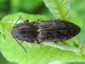 Schnellkäfer (Actenicerus sjaelandicus)-L. Klasing