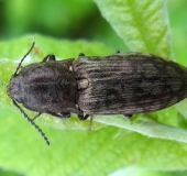 Schnellkäfer (Actenicerus sjaelandicus)-L. Klasing