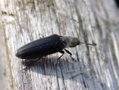 Schwarzer Rauhaarschnellkäfer (Hemicrepidius niger)-L. Klasing