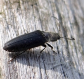 Schwarzer Rauhaarschnellkäfer (Hemicrepidius niger)-L. Klasing