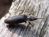 Schwarzer Rauhaarschnellkäfer (Hemicrepidius niger)-L. Klasing