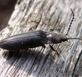 Schwarzer Rauhaarschnellkäfer (Hemicrepidius niger)-L. Klasing