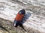 Gegürtelter Schnellkäfer (Ampedus balteatus)-L. Klasing