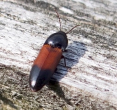 Gegürtelter Schnellkäfer (Ampedus balteatus)-L. Klasing