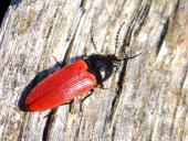 Schnellkäfer (Ampedus rufipennis)-L. Klasing