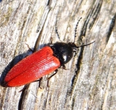 Schnellkäfer (Ampedus rufipennis)-L. Klasing