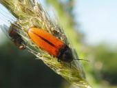 Blutroter Schnellkäfer (Ampedus sanguineus)-L. Klasing