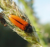 Blutroter Schnellkäfer (Ampedus sanguineus)-L. Klasing