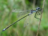 Gemeine Binsenjungfer m. (Lestes sponsa)-L. Klasing