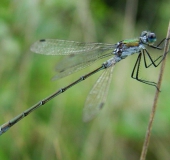 Gemeine Binsenjungfer m. (Lestes sponsa)-L. Klasing