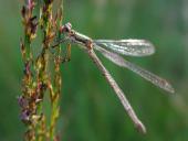Gemeine Binsenjungfer w. (Lestes sponsa)-L. Klasing