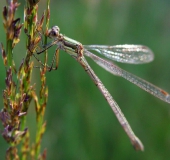 Gemeine Binsenjungfer w. (Lestes sponsa)-L. Klasing