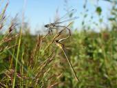 Paarung Gemeine Binsenjungfer (Lestes sponsa)-L. Klasing