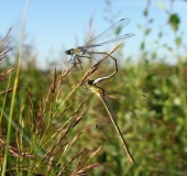 Paarung Gemeine Binsenjungfer (Lestes sponsa)-L. Klasing