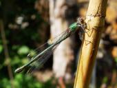 Weidenjungfer w. (Chalcolestes viridis)-L. Klasing
