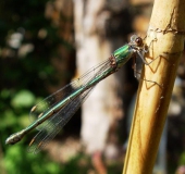 Weidenjungfer w. (Chalcolestes viridis)-L. Klasing