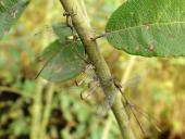 Eiablage: Weidenjungfer (Chalcolestes viridis)-L. Klasing
