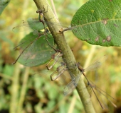 Eiablage: Weidenjungfer (Chalcolestes viridis)-L. Klasing