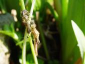 Frühe Adonislibelle (Pyrrhosoma nymphula)-L. Klasing