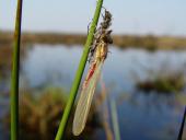 Frühe Adonislibelle (Pyrrhosoma nymphula)-L. Klasing