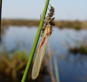 Frühe Adonislibelle (Pyrrhosoma nymphula)-L. Klasing