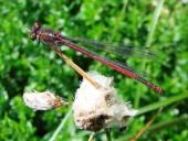 Frühe Adonislibelle (Pyrrhosoma nymphula)-L. Klasing