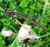 Frühe Adonislibelle (Pyrrhosoma nymphula)-L. Klasing