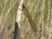 Frühe Adonislibelle (Pyrrhosoma nymphula)-L. Klasing