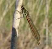 Frühe Adonislibelle (Pyrrhosoma nymphula)-L. Klasing