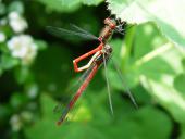 Paarung: Frühe Adonislibelle (Pyrrhosoma nymphula)-L. Klasing