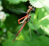 Paarung: Frühe Adonislibelle (Pyrrhosoma nymphula)-L. Klasing