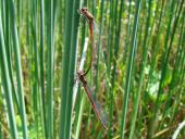 Paarung: Frühe Adonislibelle (Pyrrhosoma nymphula)-L. Klasing