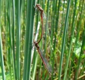 Paarung: Frühe Adonislibelle (Pyrrhosoma nymphula)-L. Klasing