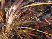 Eiablage: Frühe Adonislibelle (Pyrrhosoma nymphula)-L. Klasing