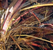 Eiablage: Frühe Adonislibelle (Pyrrhosoma nymphula)-L. Klasing