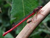 Späte Adonislibelle m. (Ceriagrion tenellum)-L. Klasing