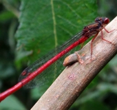 Späte Adonislibelle m. (Ceriagrion tenellum)-L. Klasing