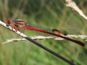 Späte Adonislibelle m. (Ceriagrion tenellum)-L. Klasing