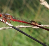 Späte Adonislibelle m. (Ceriagrion tenellum)-L. Klasing