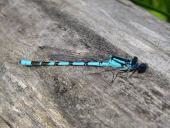 Becher Azurjungfer m. (Enallagma cythigerum)-L. Klasing