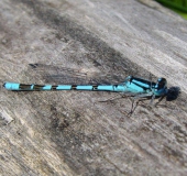 Becher Azurjungfer m. (Enallagma cythigerum)-L. Klasing