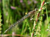 Becher Azurjungfer m. (Enallagma cythigerum)-L. Klasing