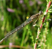 Becher Azurjungfer m. (Enallagma cythigerum)-L. Klasing